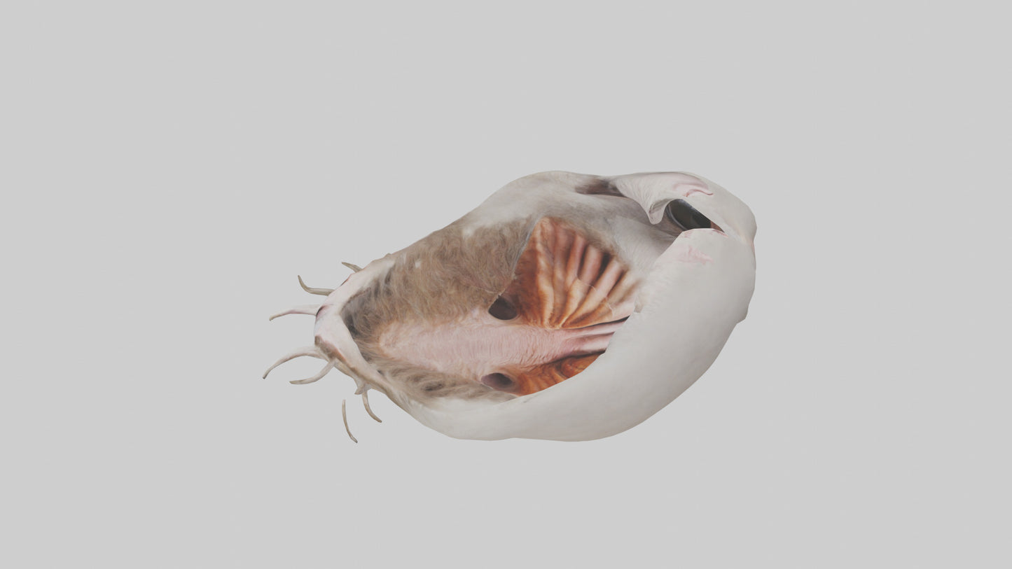 3D model Ostrich Stomach VR / AR / low-poly