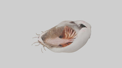 3D model Ostrich Stomach VR / AR / low-poly