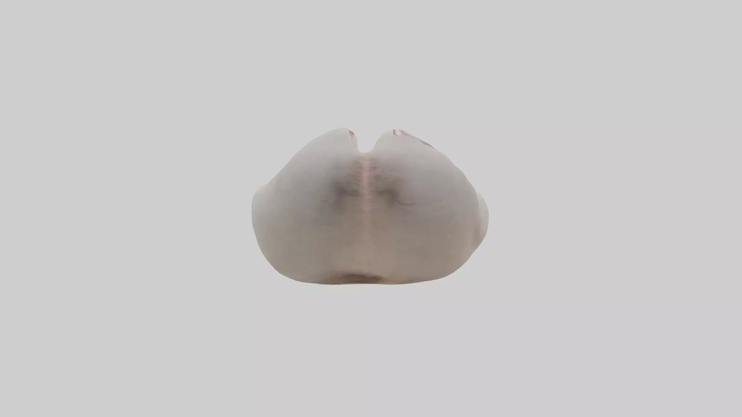 3D model Ostrich Stomach VR / AR / low-poly