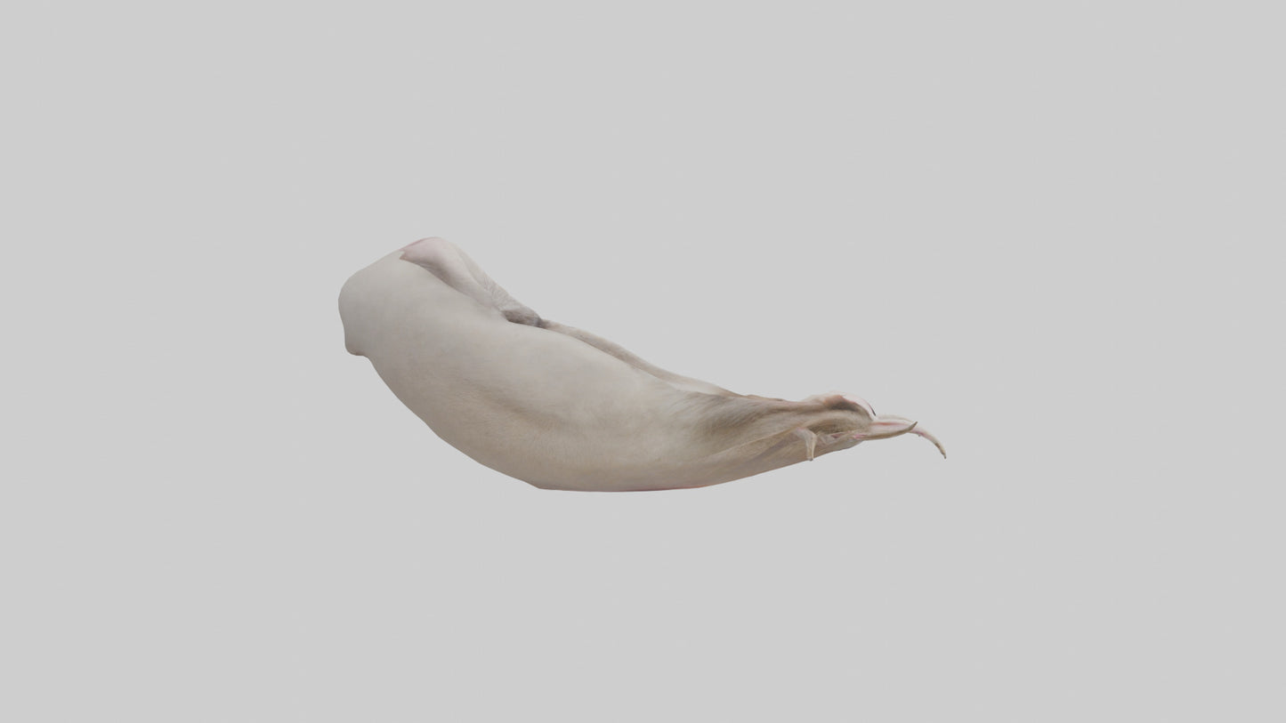 3D model Ostrich Stomach VR / AR / low-poly