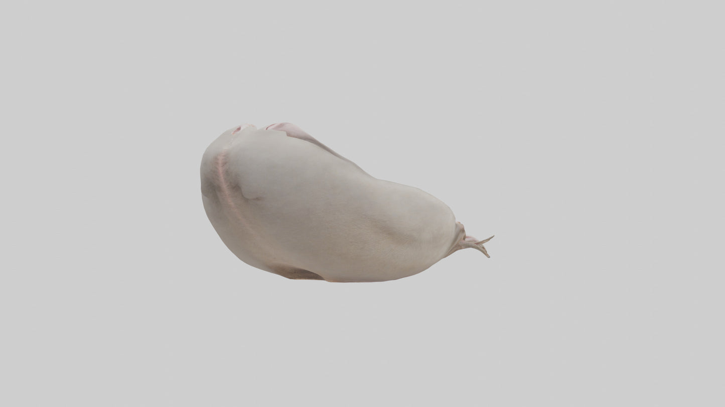 3D model Ostrich Stomach VR / AR / low-poly
