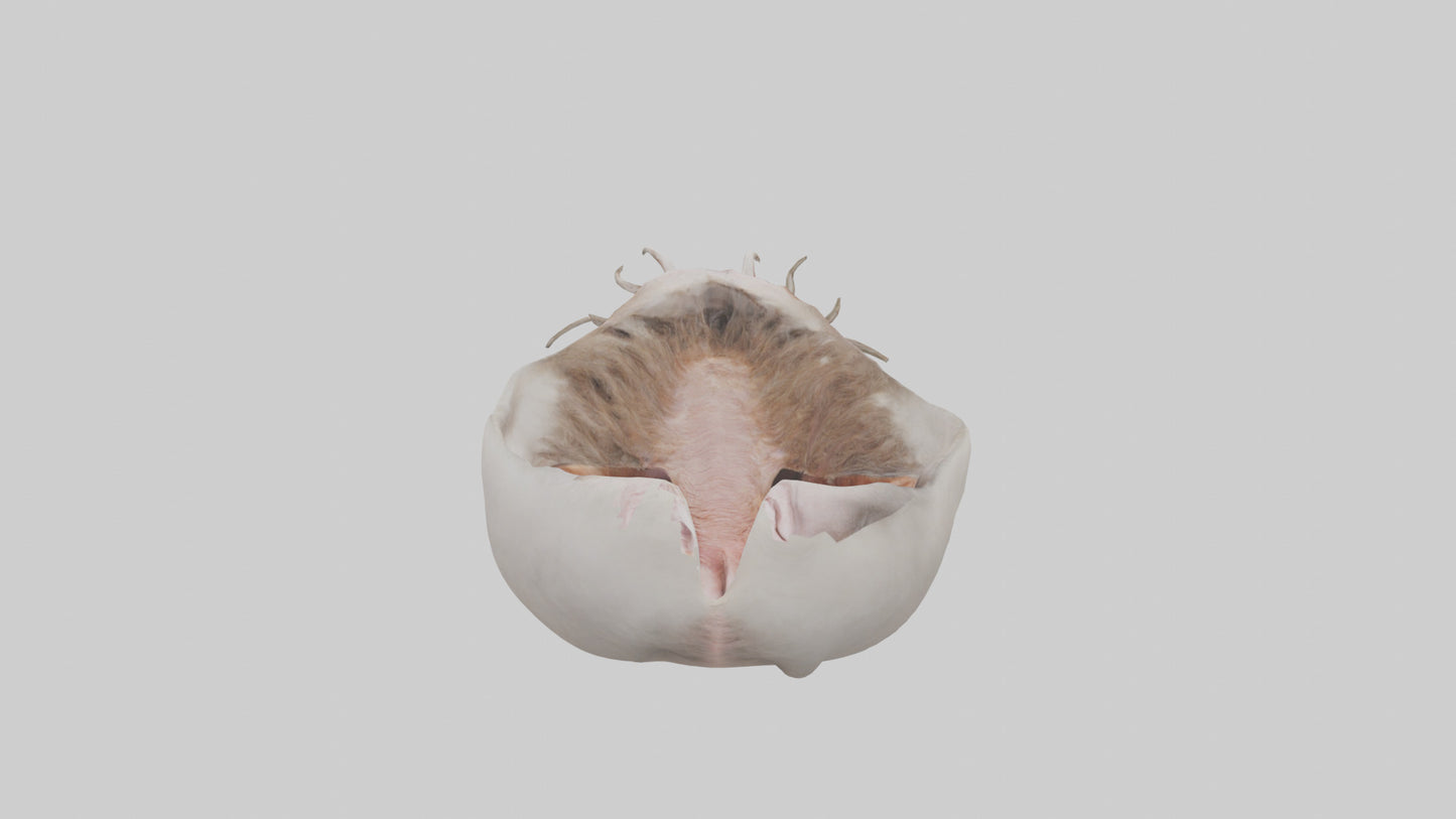3D model Ostrich Stomach VR / AR / low-poly