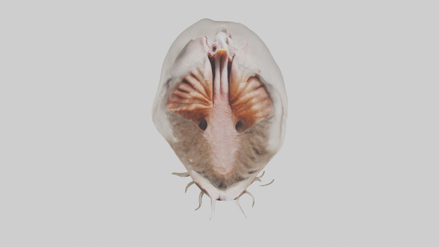 3D model Ostrich Stomach VR / AR / low-poly