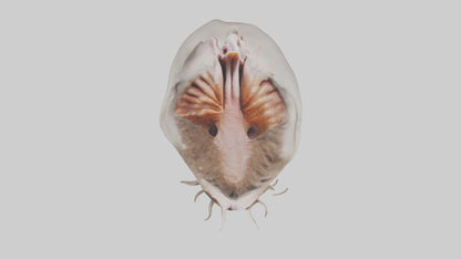 3D model Ostrich Stomach VR / AR / low-poly