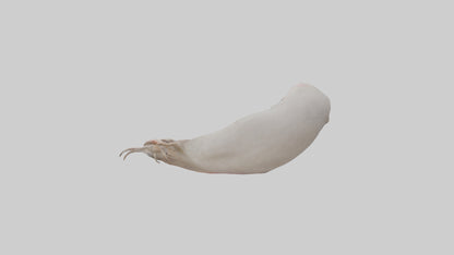 3D model Ostrich Stomach VR / AR / low-poly