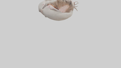 3D model Ostrich Stomach VR / AR / low-poly