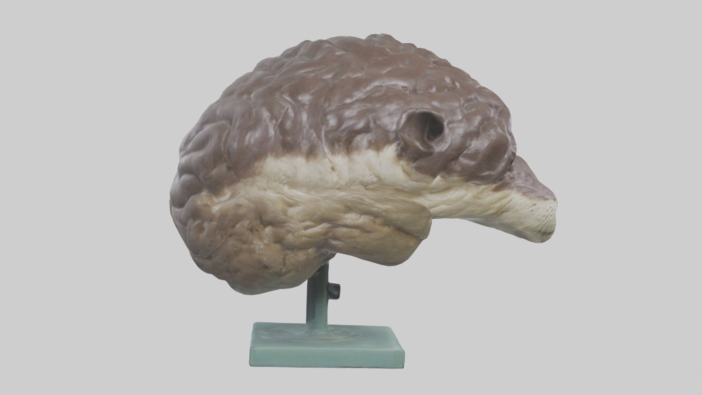 Otter Brain 3D model
