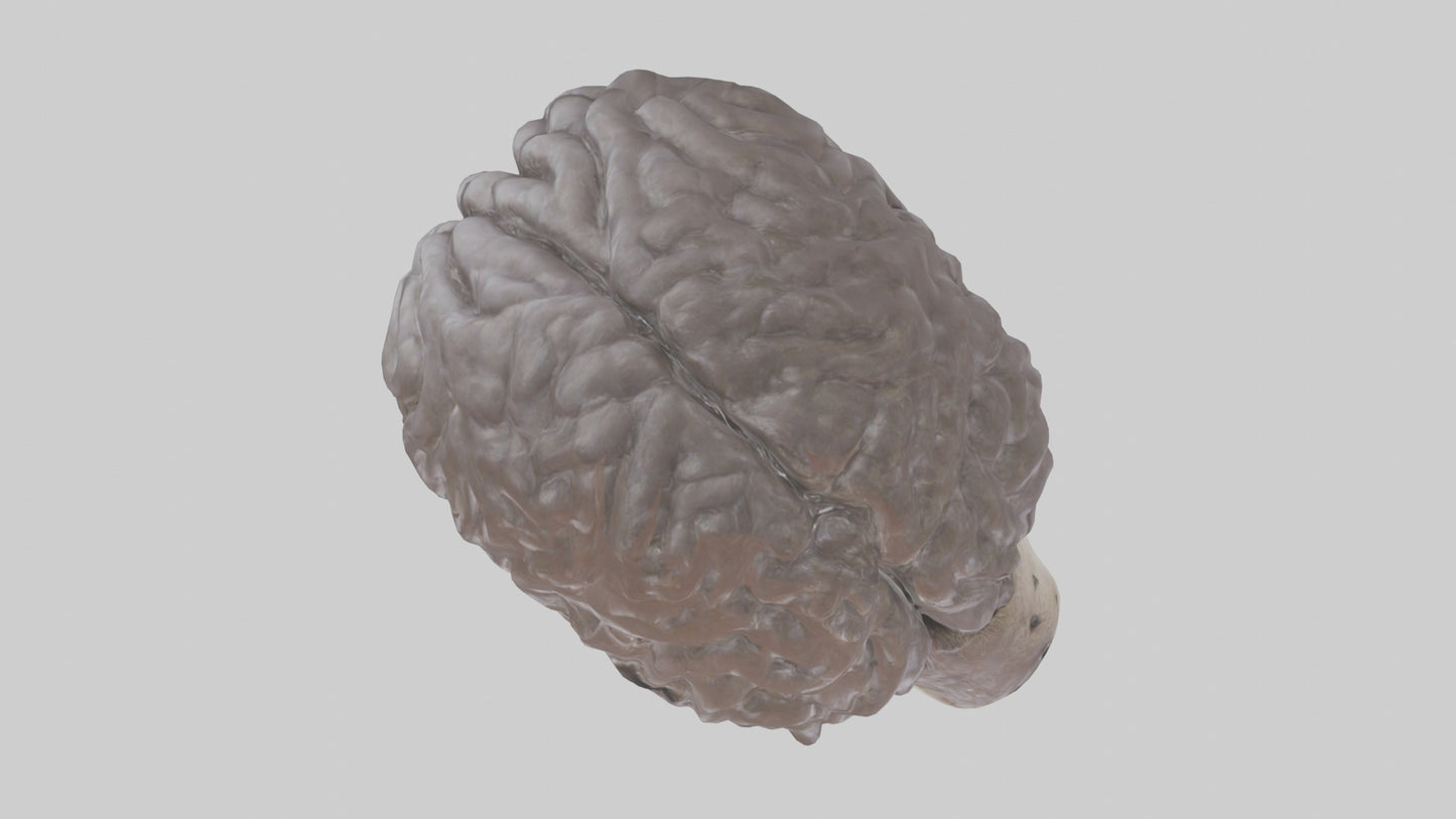 Otter Brain 3D model