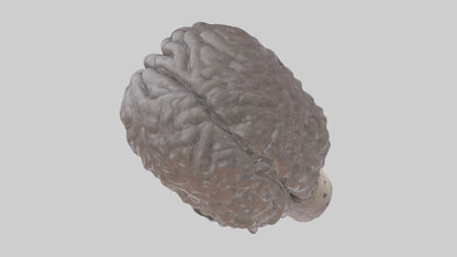 Otter Brain 3D model