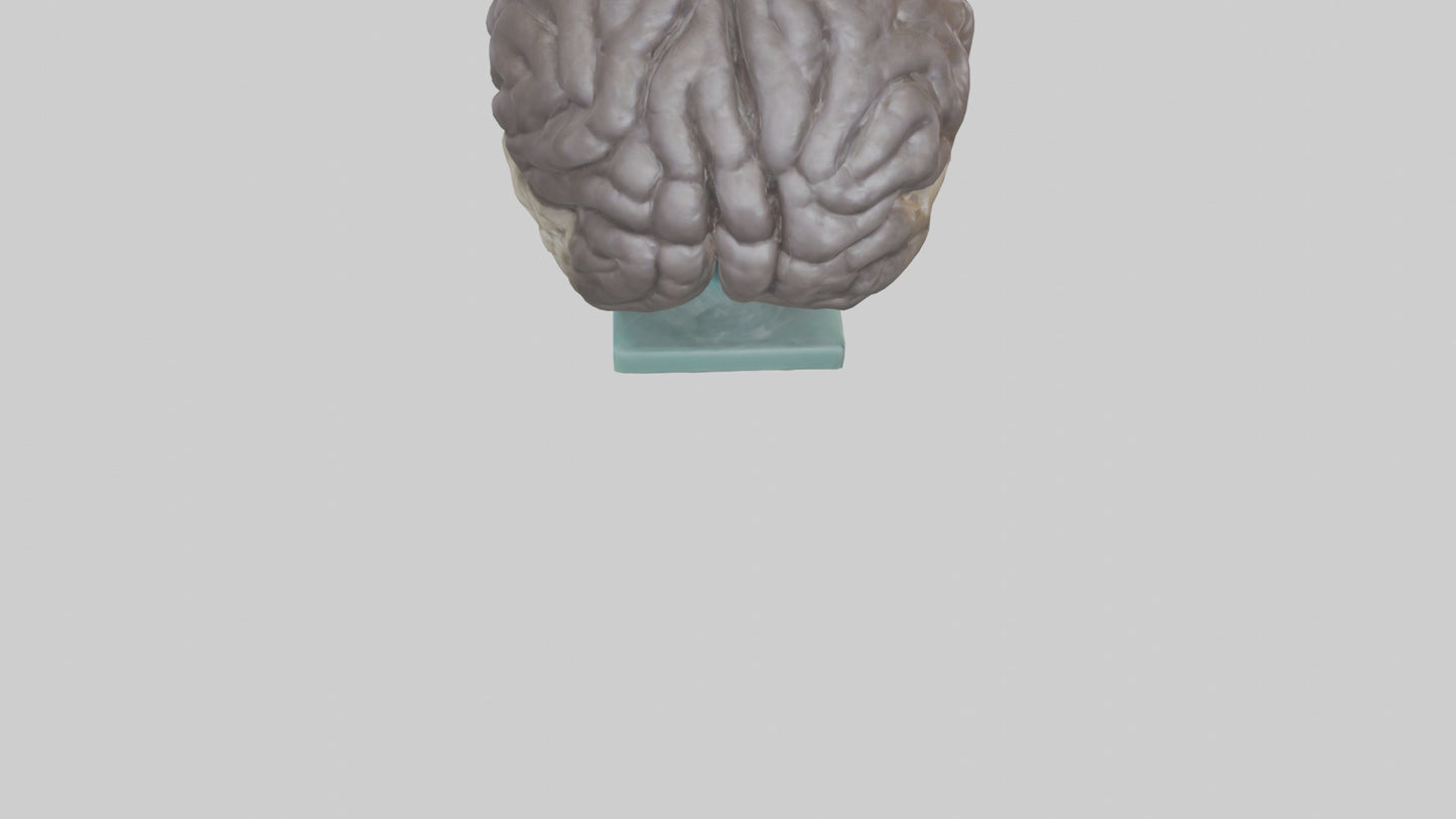 Otter Brain 3D model