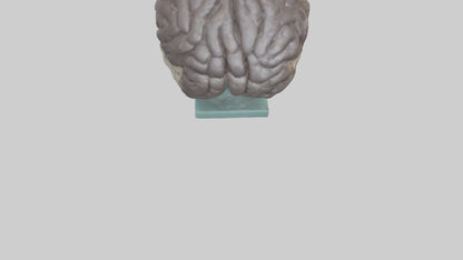 Otter Brain 3D model
