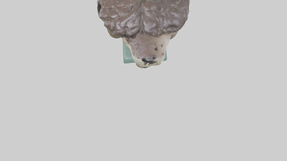 Otter Brain 3D model