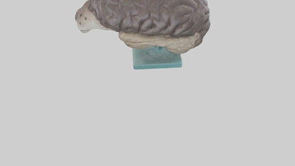Otter Brain 3D model