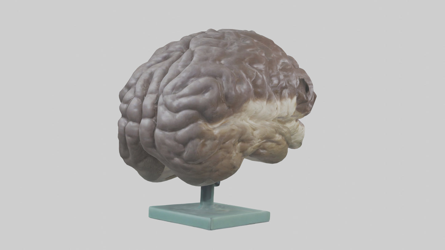 Otter Brain 3D model