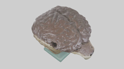 Otter Brain 3D model