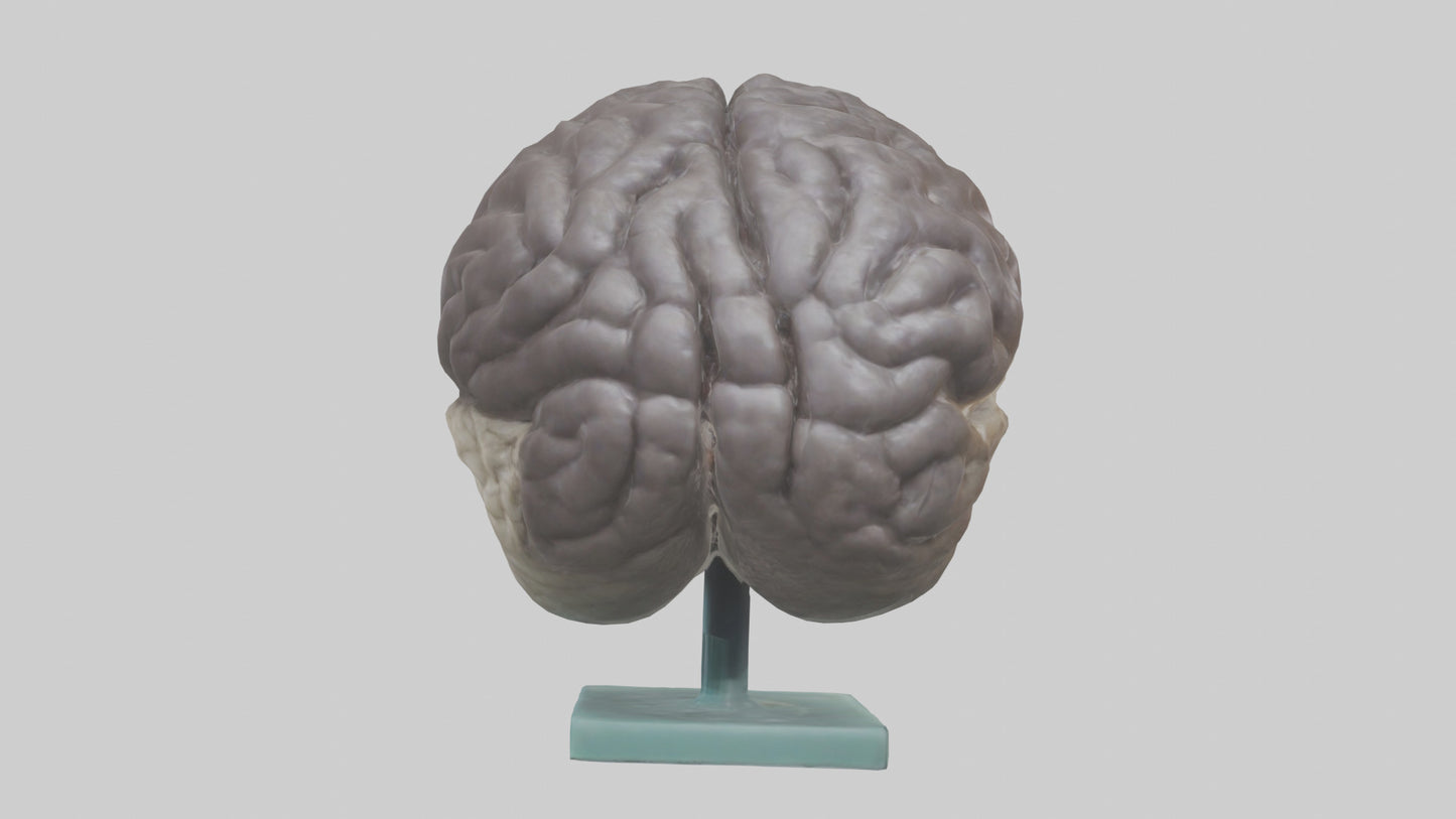 Otter Brain 3D model
