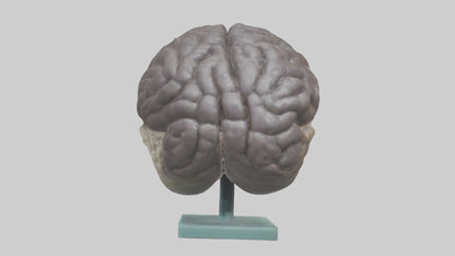 Otter Brain 3D model