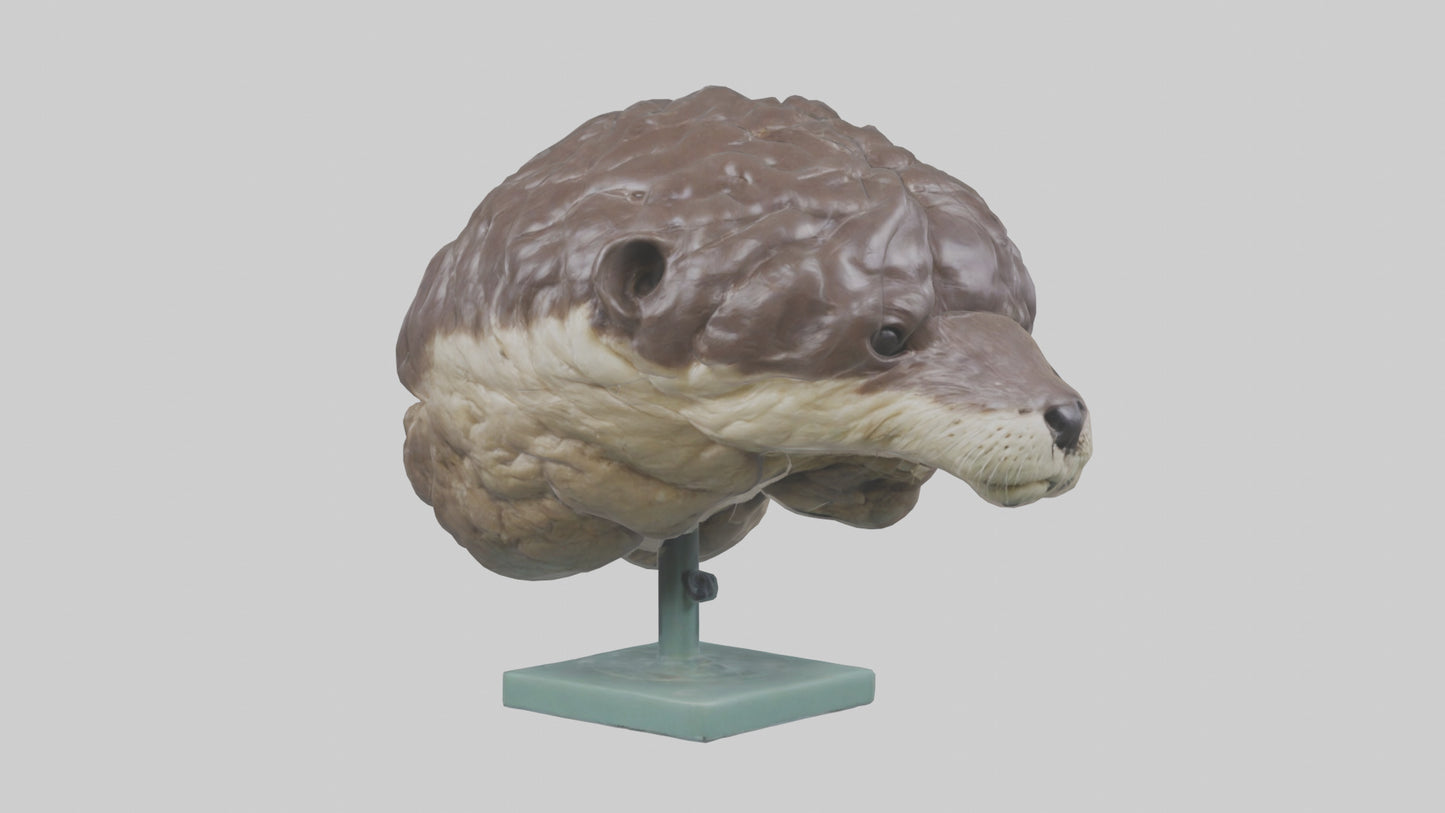 Otter Brain 3D model