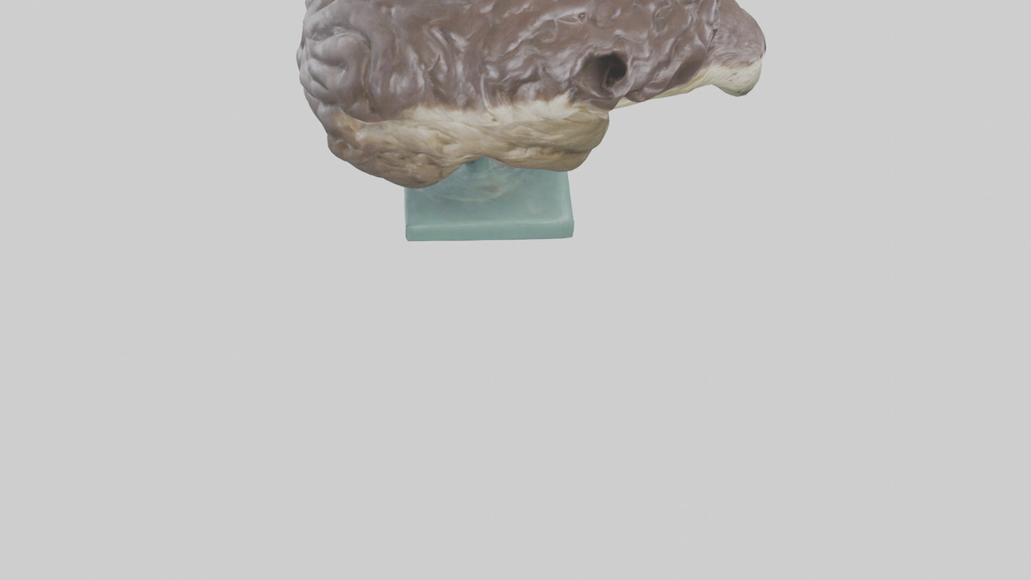 Otter Brain 3D model