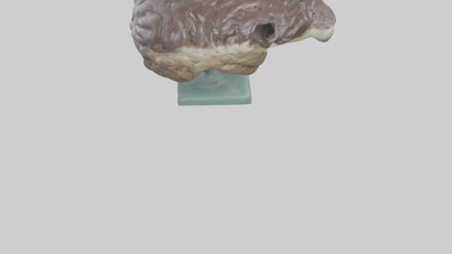 Otter Brain 3D model