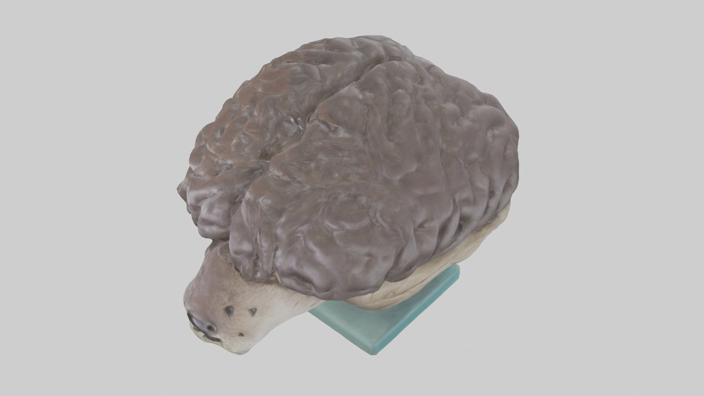 Otter Brain 3D model