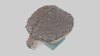 Otter Brain 3D model