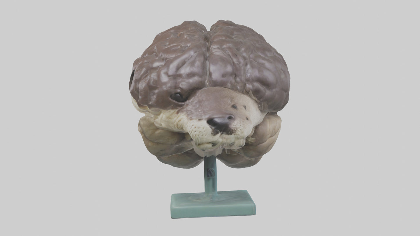Otter Brain 3D model