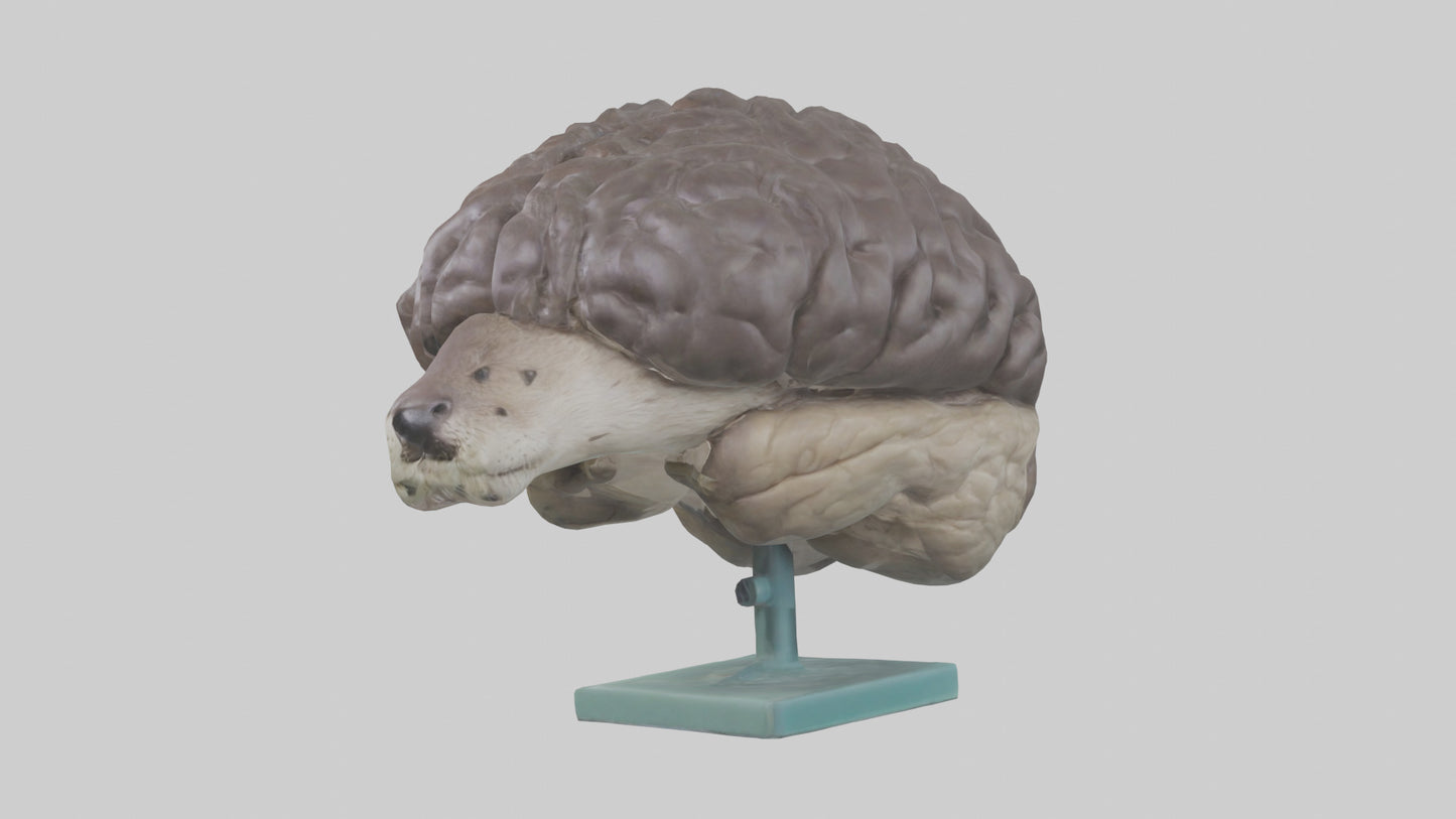 Otter Brain 3D model
