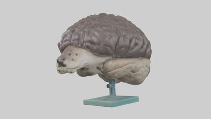 Otter Brain 3D model