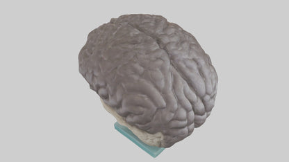 Otter Brain 3D model