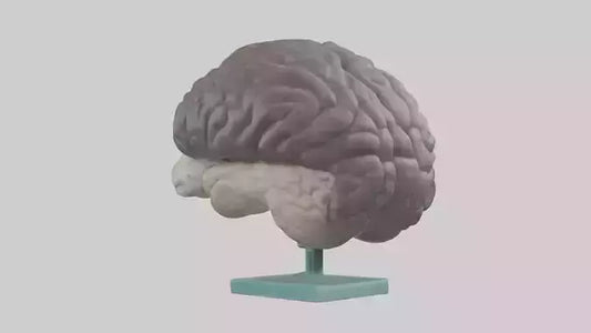 Otter Brain 3D model