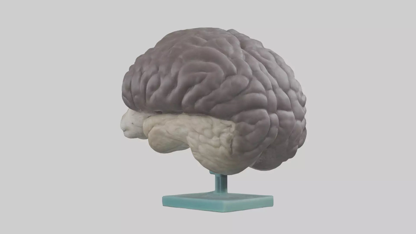 Otter Brain 3D model