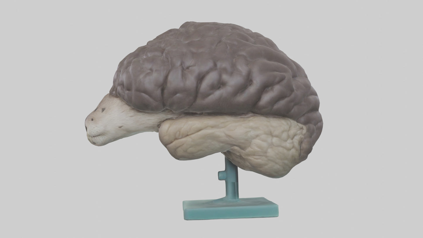 Otter Brain 3D model