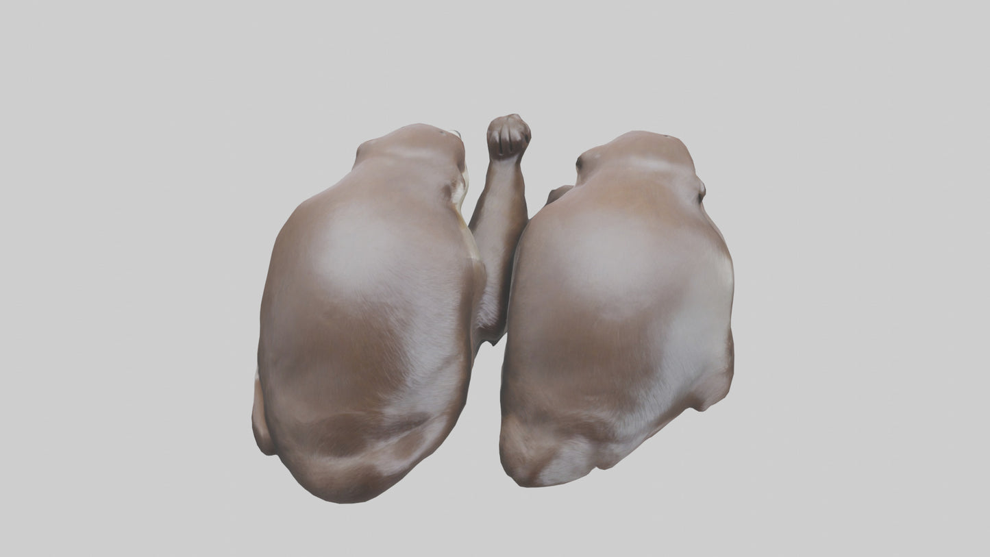 Otter holding hands model VR / AR / low-poly