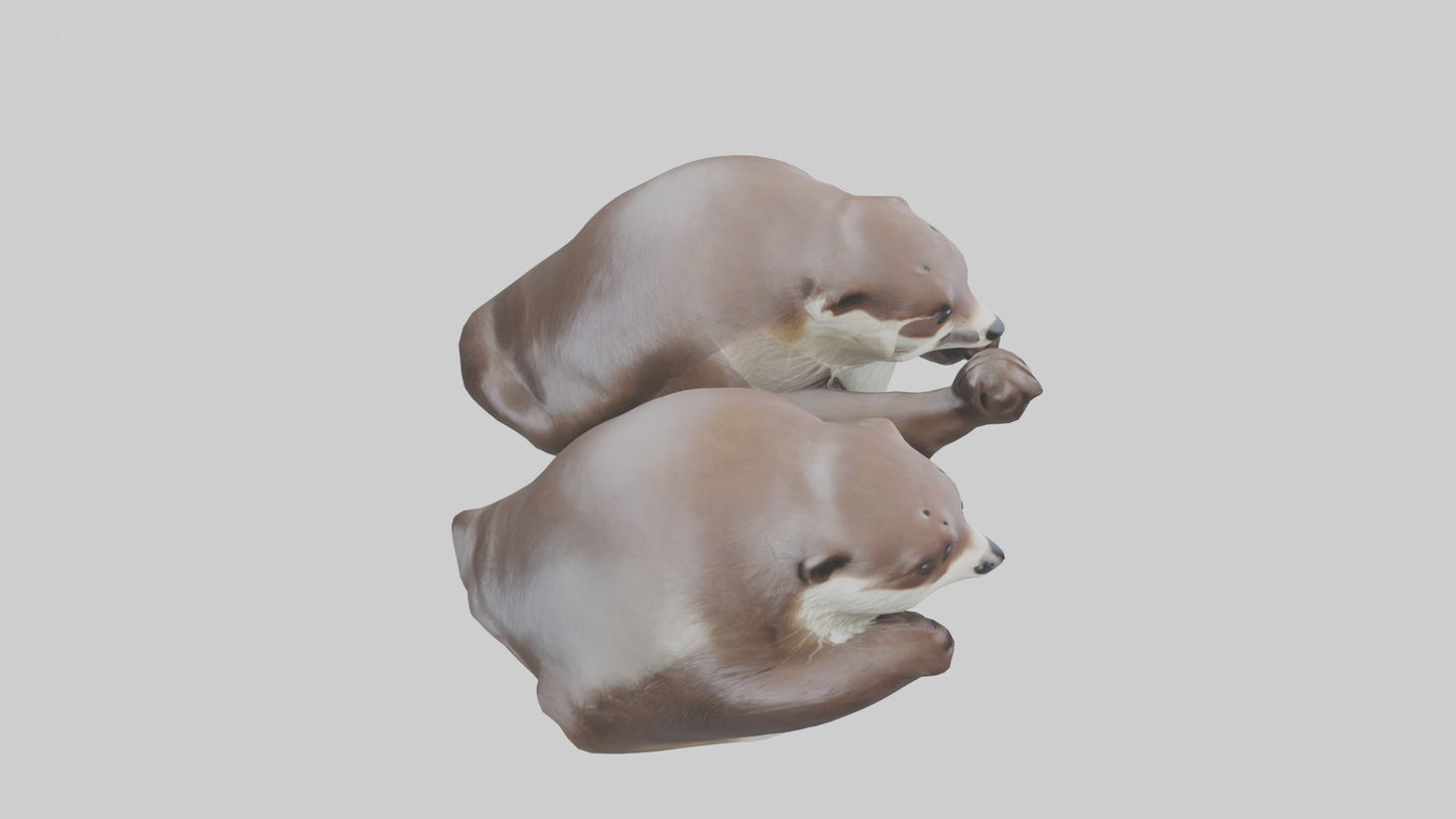 Otter holding hands model VR / AR / low-poly