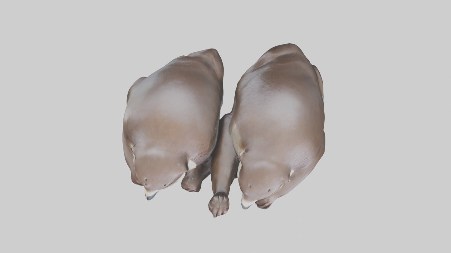 Otter holding hands model VR / AR / low-poly