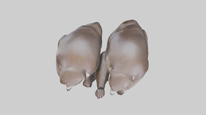 Otter holding hands model VR / AR / low-poly
