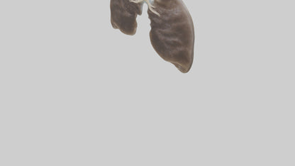 3D model Otter Lungs VR / AR / low-poly