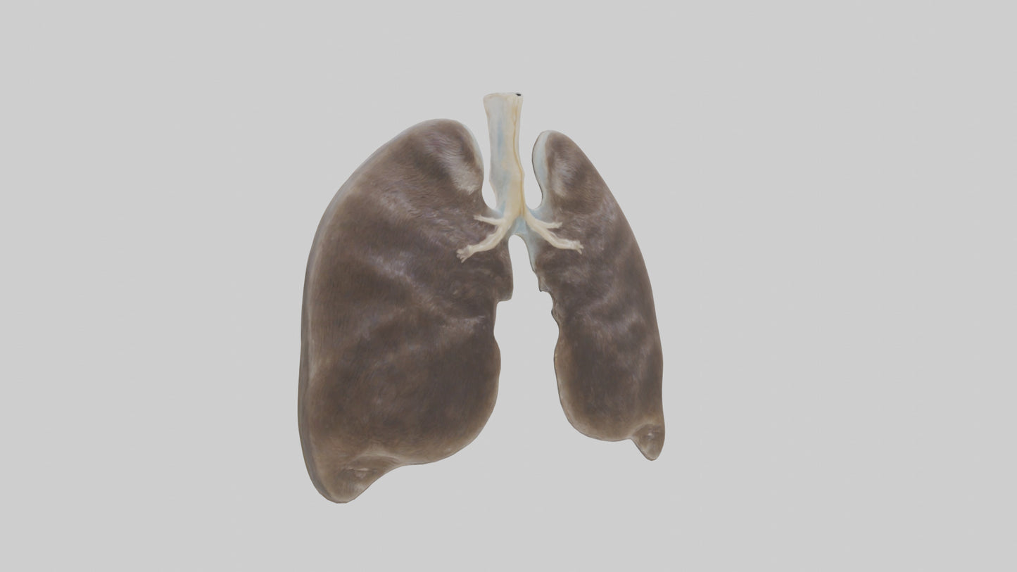 3D model Otter Lungs VR / AR / low-poly