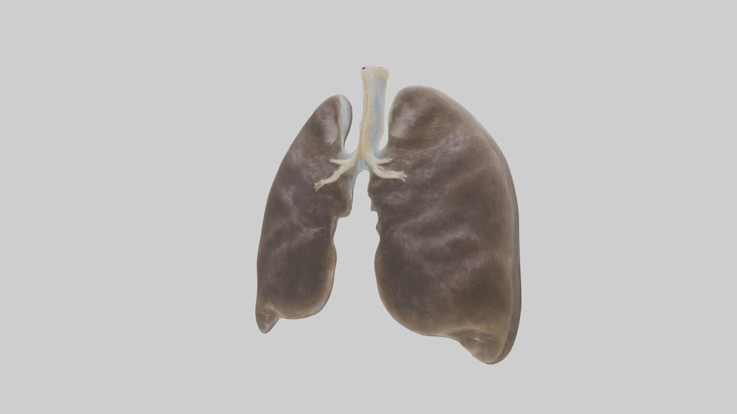 3D model Otter Lungs VR / AR / low-poly