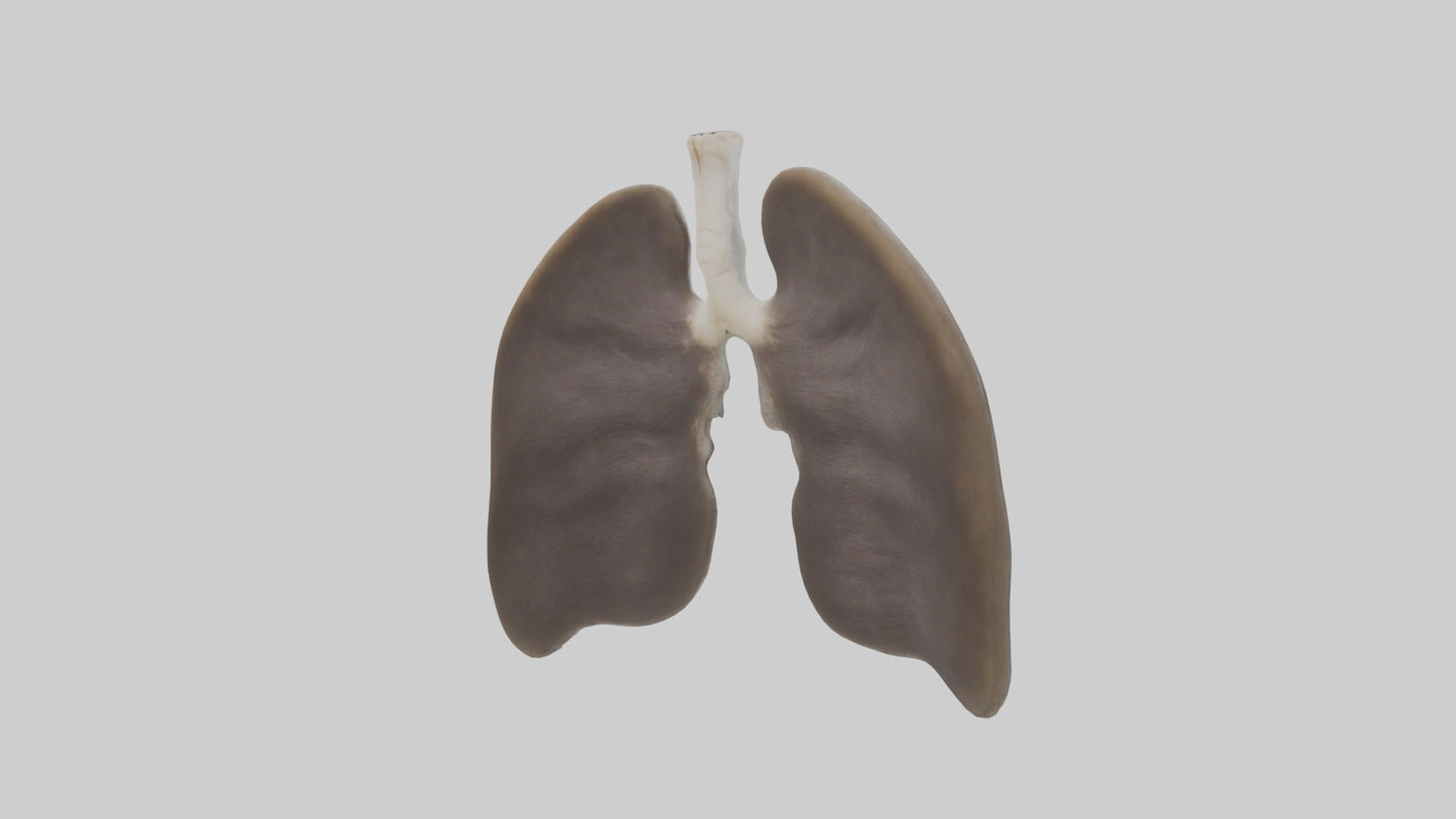 3D model Otter Lungs VR / AR / low-poly