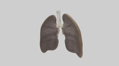 3D model Otter Lungs VR / AR / low-poly
