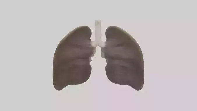 3D model Otter Lungs VR / AR / low-poly