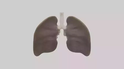 3D model Otter Lungs VR / AR / low-poly