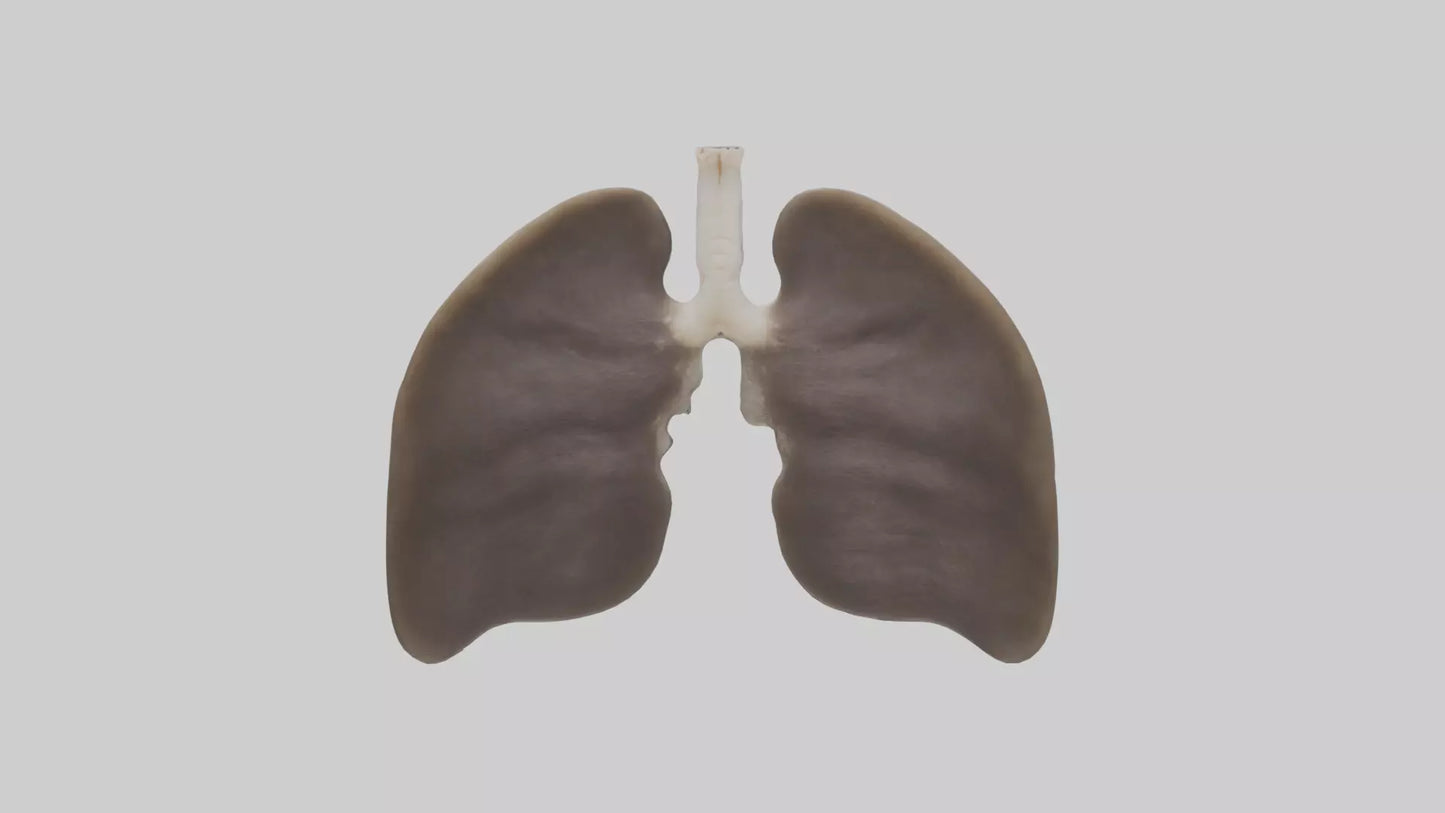 3D model Otter Lungs VR / AR / low-poly