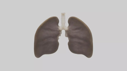 3D model Otter Lungs VR / AR / low-poly