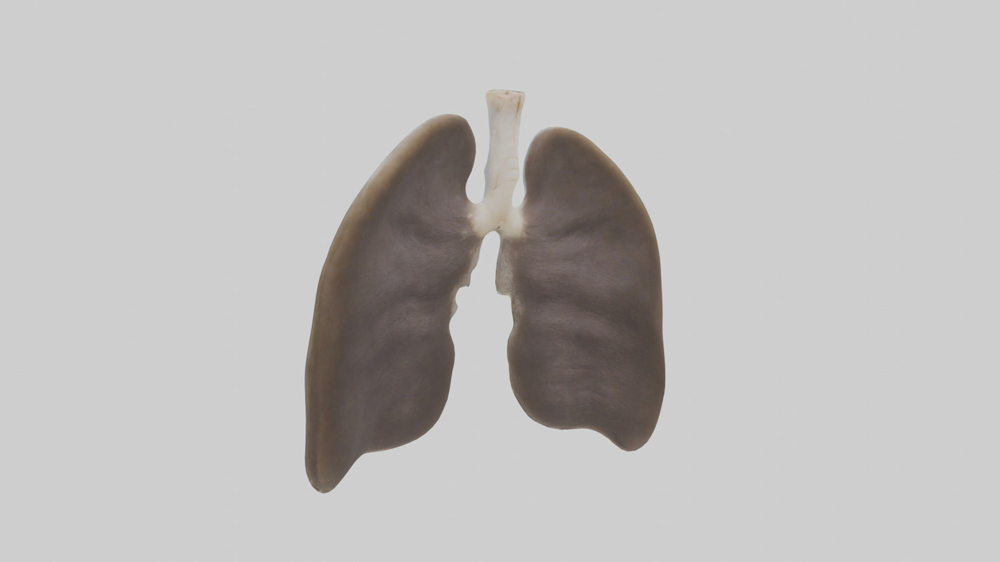 3D model Otter Lungs VR / AR / low-poly
