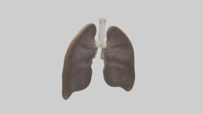 3D model Otter Lungs VR / AR / low-poly