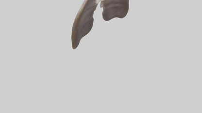 3D model Otter Lungs VR / AR / low-poly