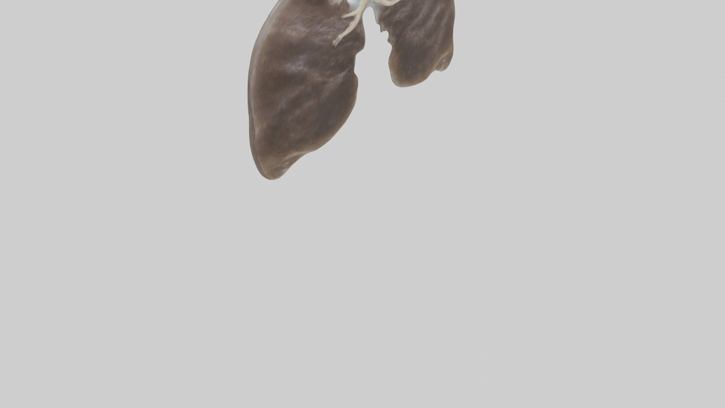 3D model Otter Lungs VR / AR / low-poly